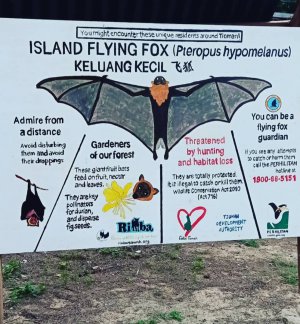 Island Flying Fox (Pteropus Hypomelanus)