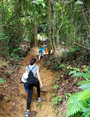 Jungle Tracking