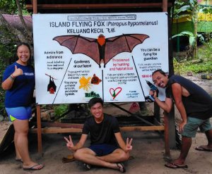 island-flying-fox-pteropus-hypomelanus 