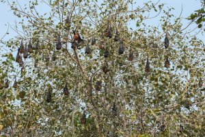 island-flying-fox-pteropus-hypomelanus 