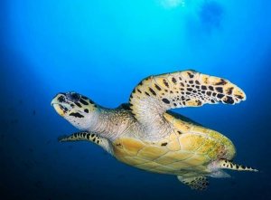 snorkeling