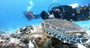 snorkeling