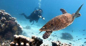 snorkeling