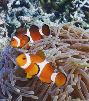 snorkeling