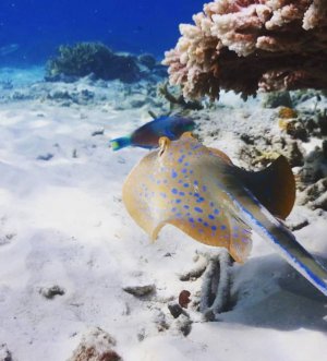 snorkeling