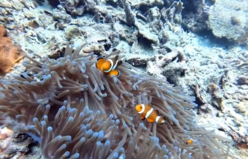 snorkeling