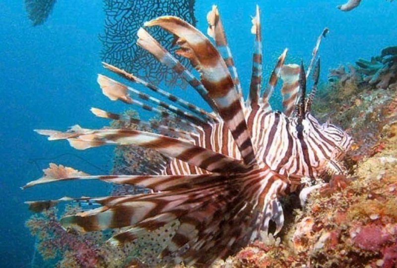 snorkeling