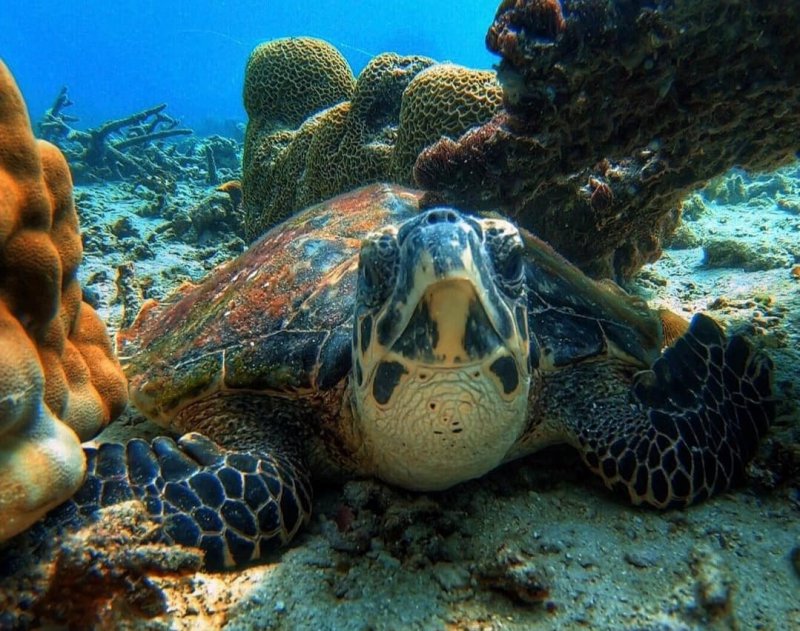 snorkeling