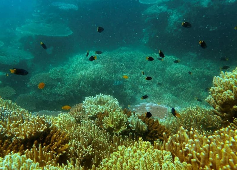 snorkeling