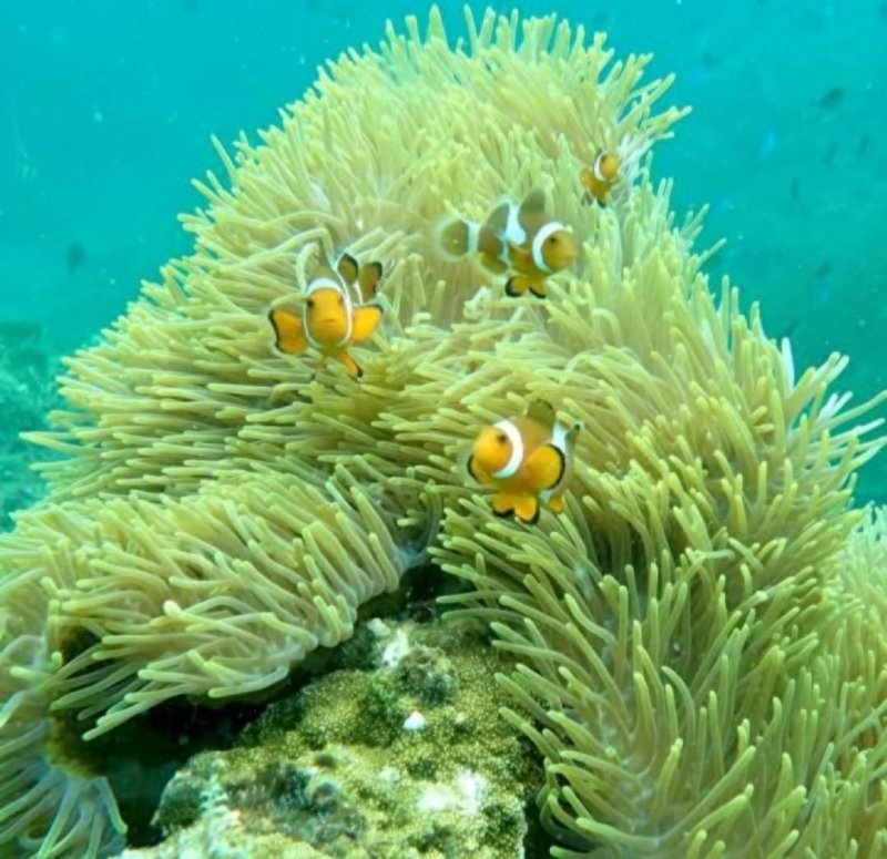 snorkeling