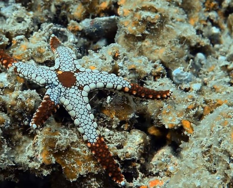 snorkeling